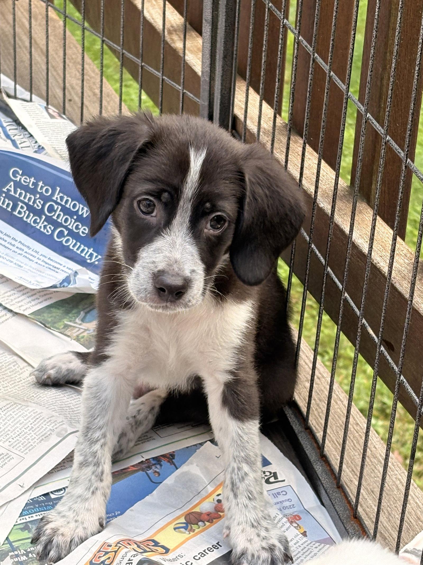 Enlarge Lennox, a Adopted mixed breed in Tarrytown, GA image 2/3