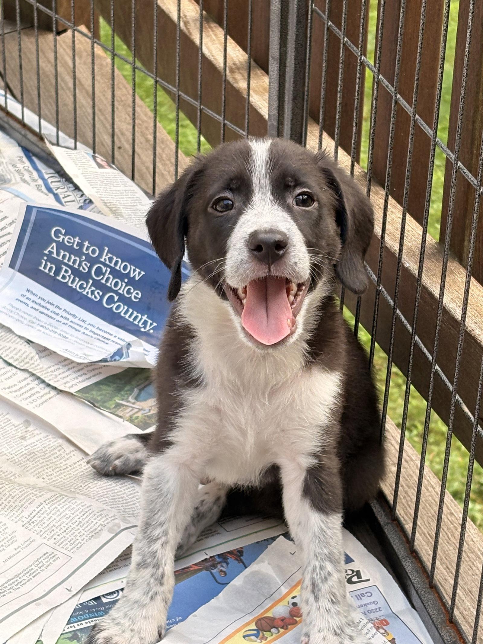 Enlarge Lennox, a Adopted mixed breed in Tarrytown, GA image 3/3