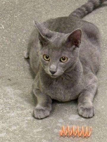Enlarge SHELBY, a Adoptable Domestic Short Hair in San Martin, CA image 1/1