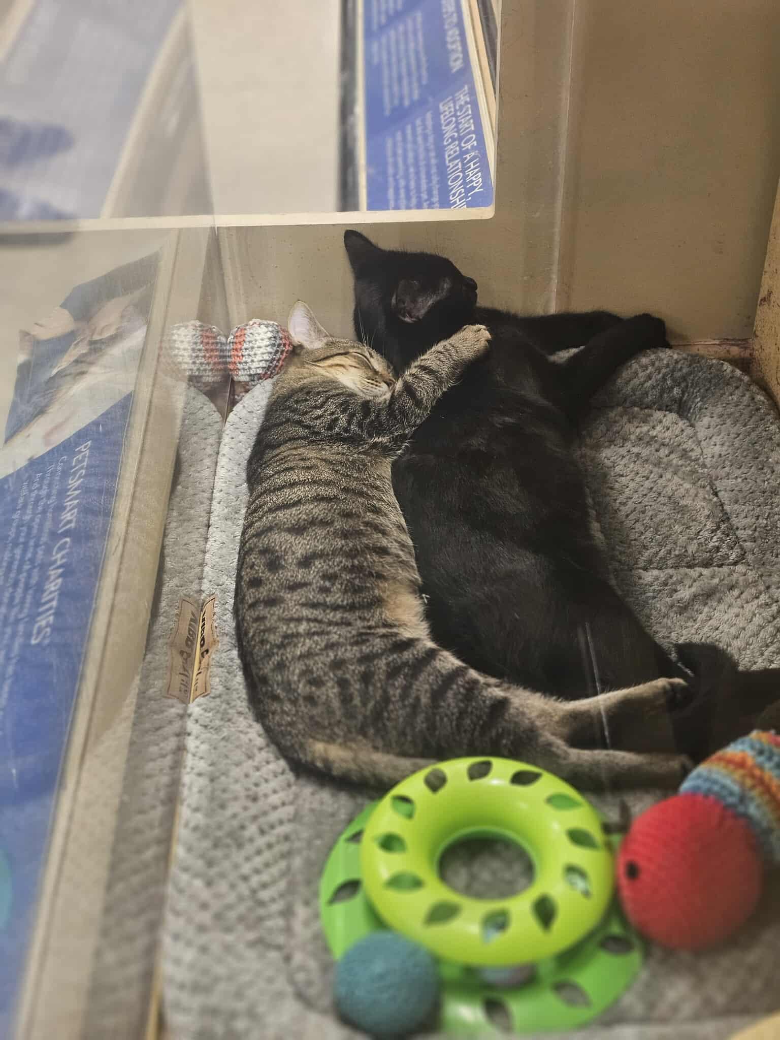 ChiChi, adopted, Young Male Domestic Short Hair.