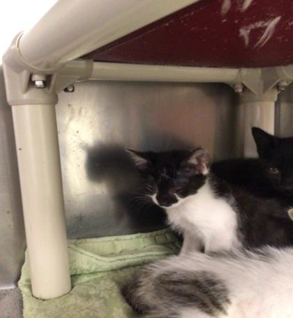 Bell Pepper, Adoptable, Kitten Female Domestic Short Hair & Domestic Short Hair.