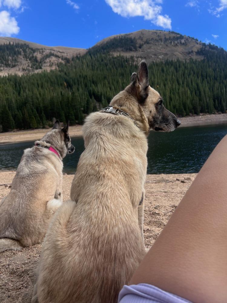Enlarge Cody, a Adoptable German Shepherd Dog in Denver, CO image 1/6