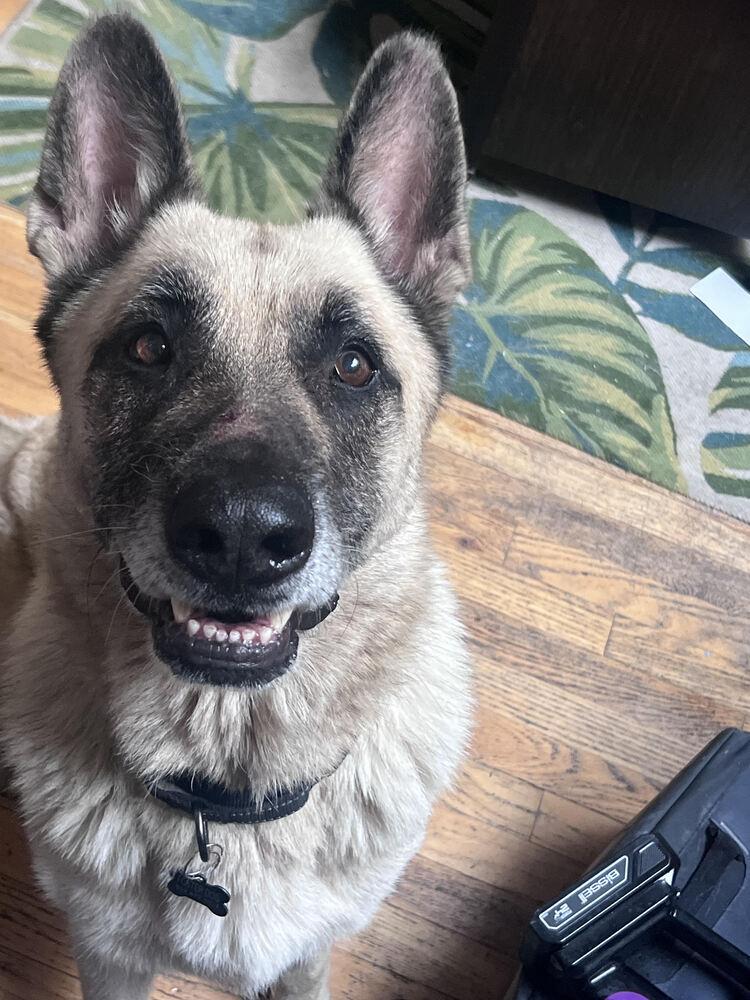 Enlarge Cody, a Adoptable German Shepherd Dog in Denver, CO image 2/6