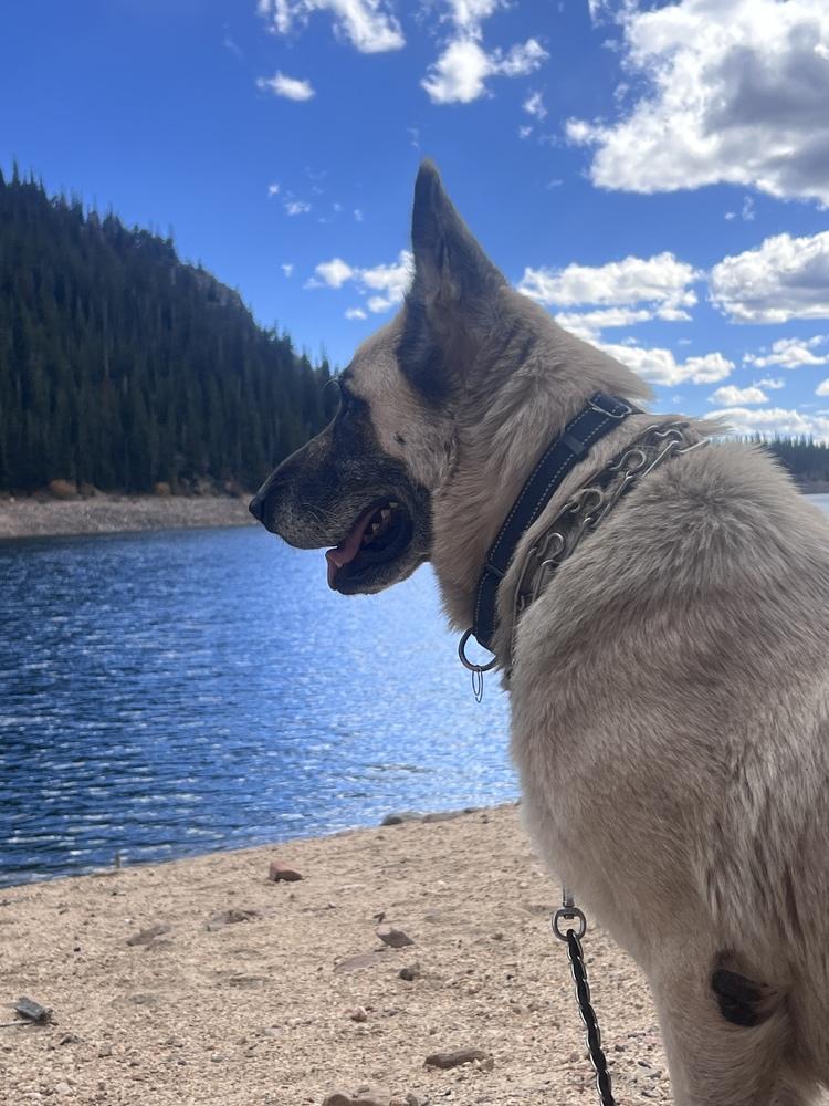 Enlarge Cody, a Adoptable German Shepherd Dog in Denver, CO image 4/6
