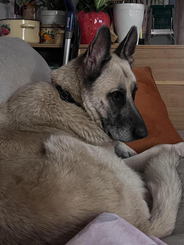 Enlarge Cody, a Adoptable German Shepherd Dog in Denver, CO image 5/6