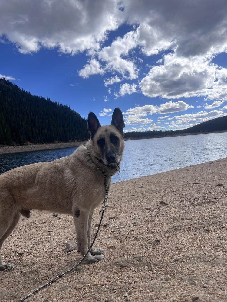 Enlarge Cody, a Adoptable German Shepherd Dog in Denver, CO image 6/6