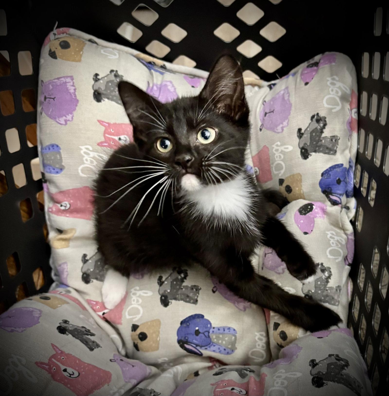 Biscuits, Adoptable, Kitten Female Domestic Short Hair & Tuxedo.