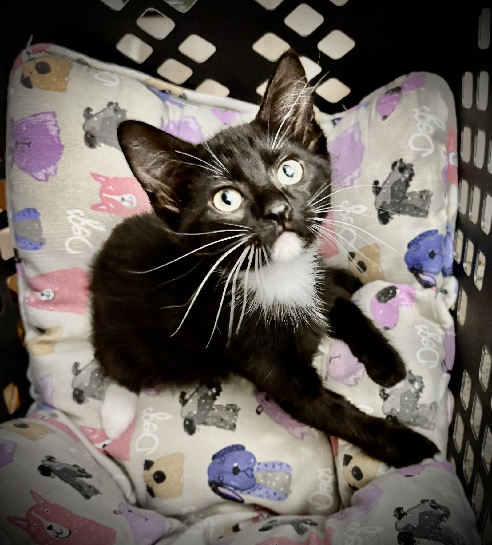 Enlarge Biscuits, a Adoptable mixed breed in Arlington, TX image 2/2