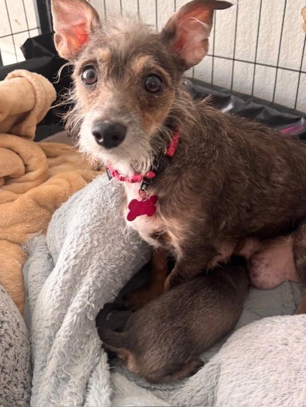 Christie, Adoptable, Adult Female Terrier.