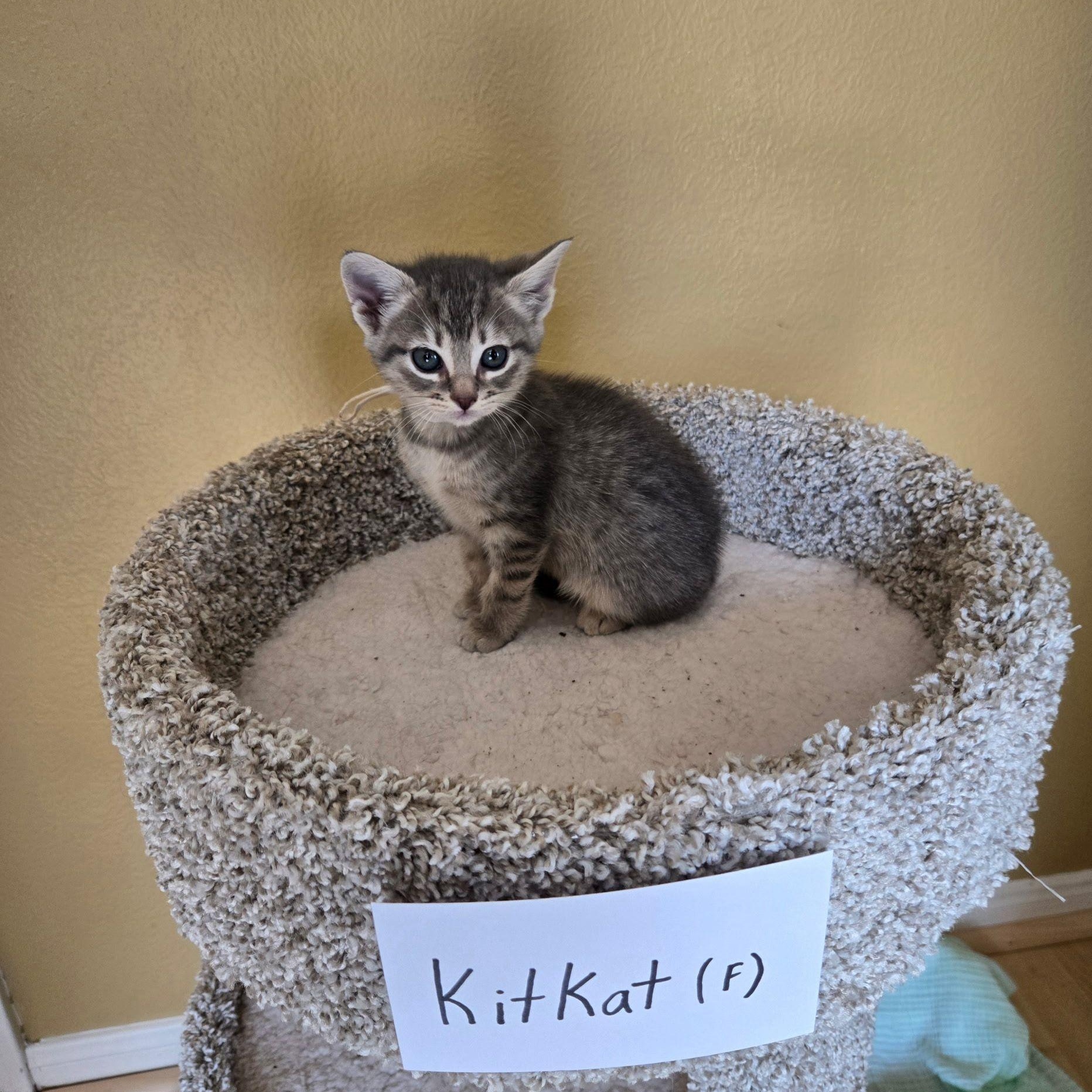 Enlarge Kit Kat, a ADOPTABLE Domestic Short Hair in Houston, TX image 1/3