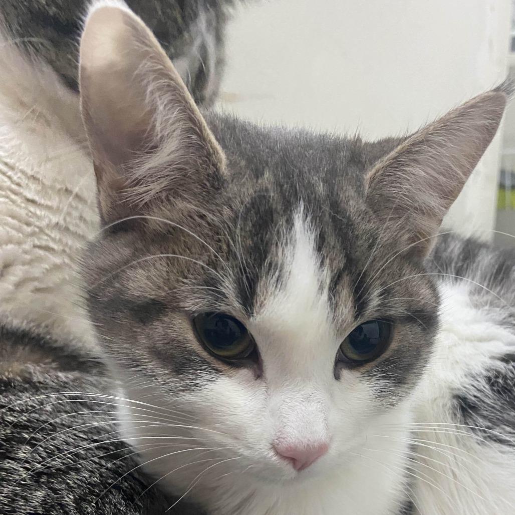 Clovis, Adoptable, Young Female Domestic Short Hair.