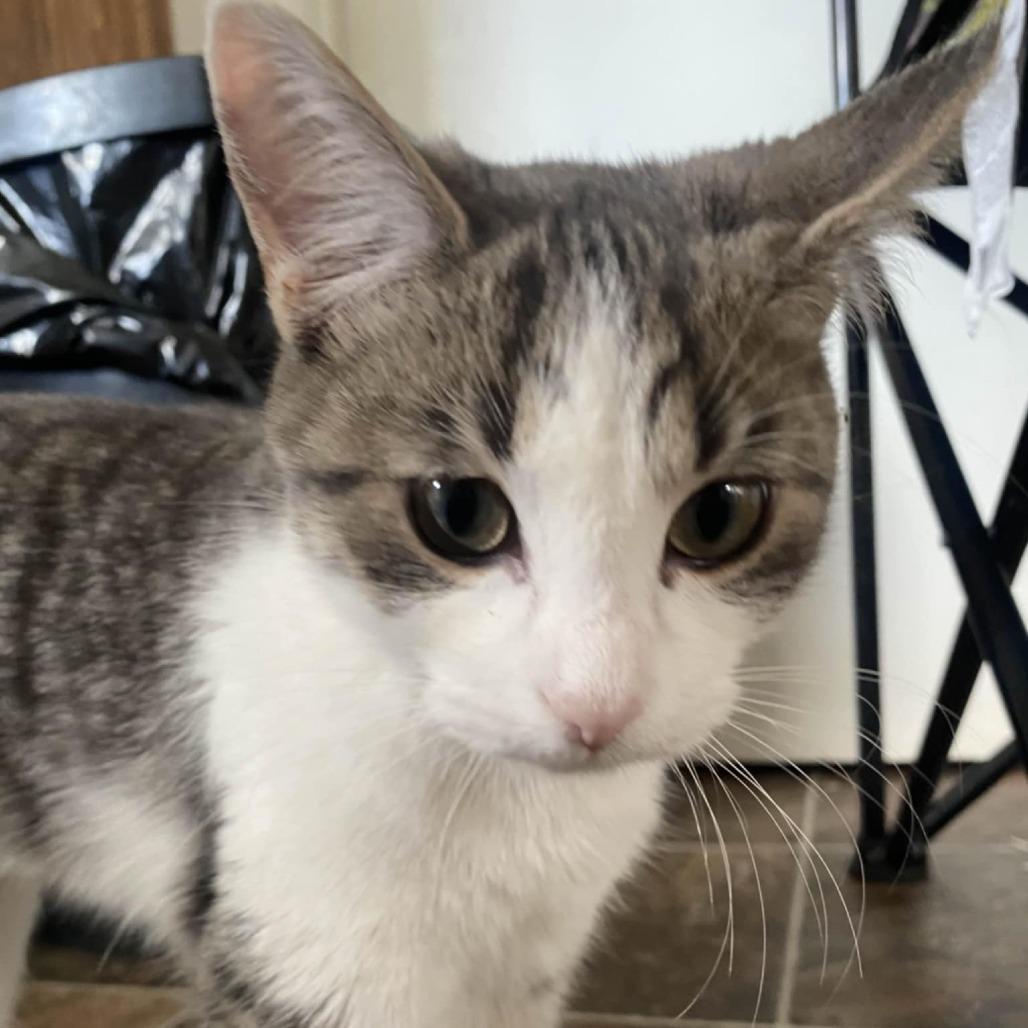 Enlarge Clovis, a Adoptable Domestic Short Hair in North Battleford, SK image 2/3