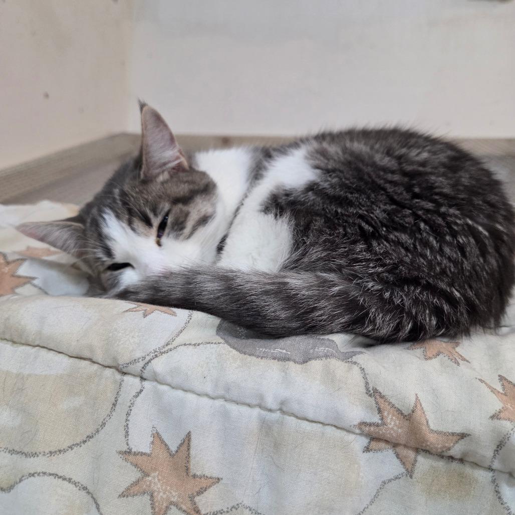 Enlarge Clovis, a Adoptable Domestic Short Hair in North Battleford, SK image 3/3