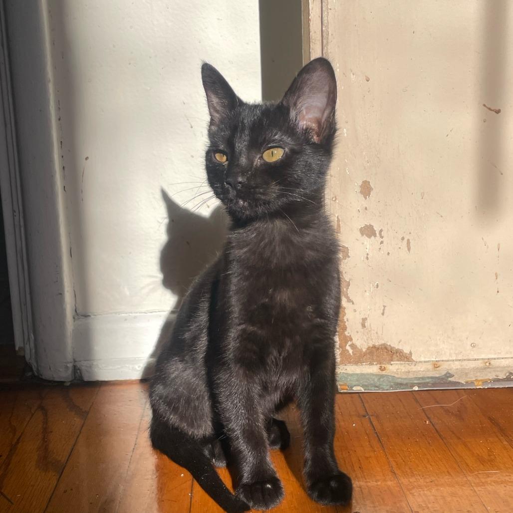 Los Angeles, a Adoptable Domestic Short Hair in Los Angeles, CA image 2/3