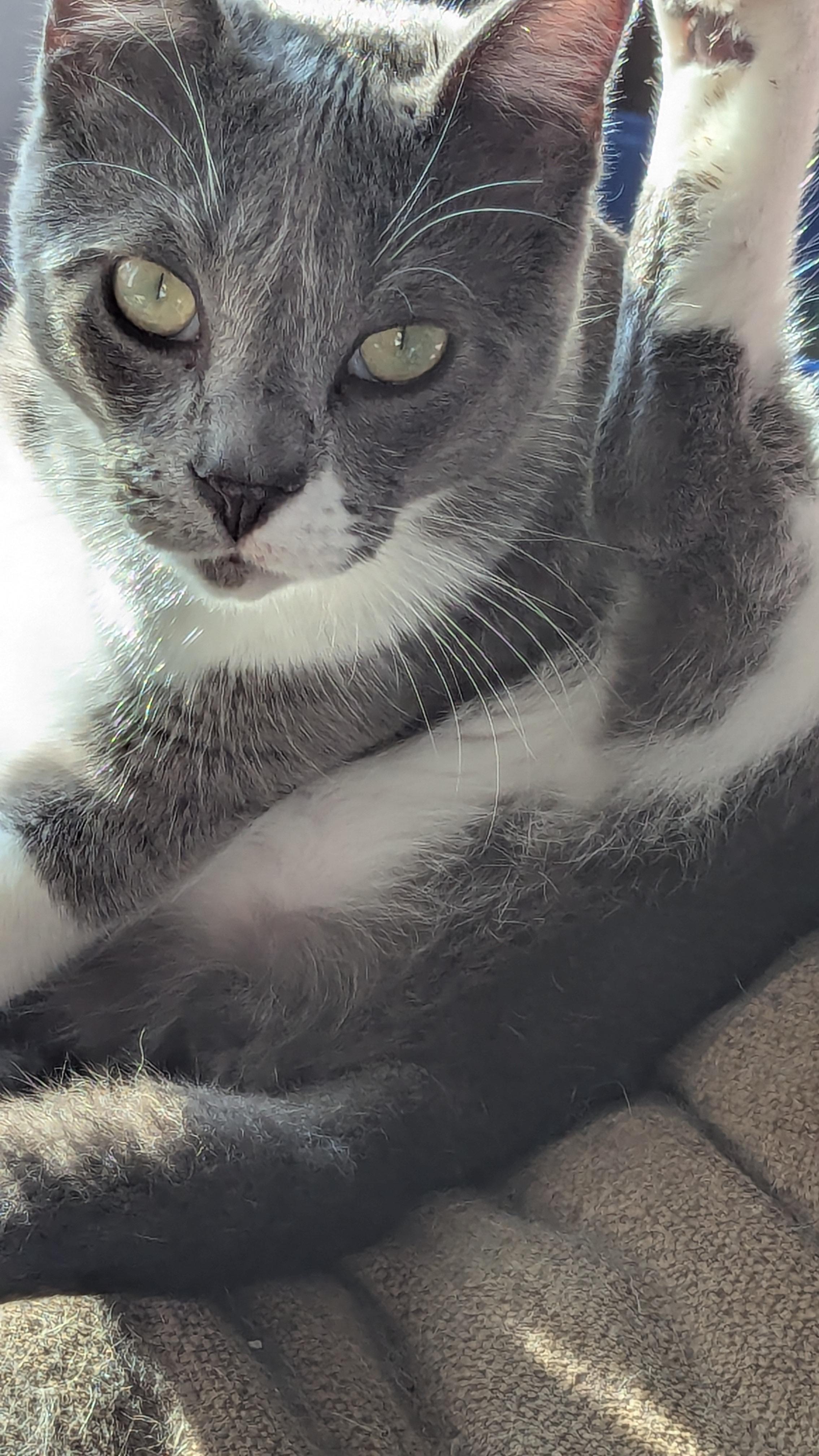 Benny, Adoptable, Young Male Domestic Short Hair.