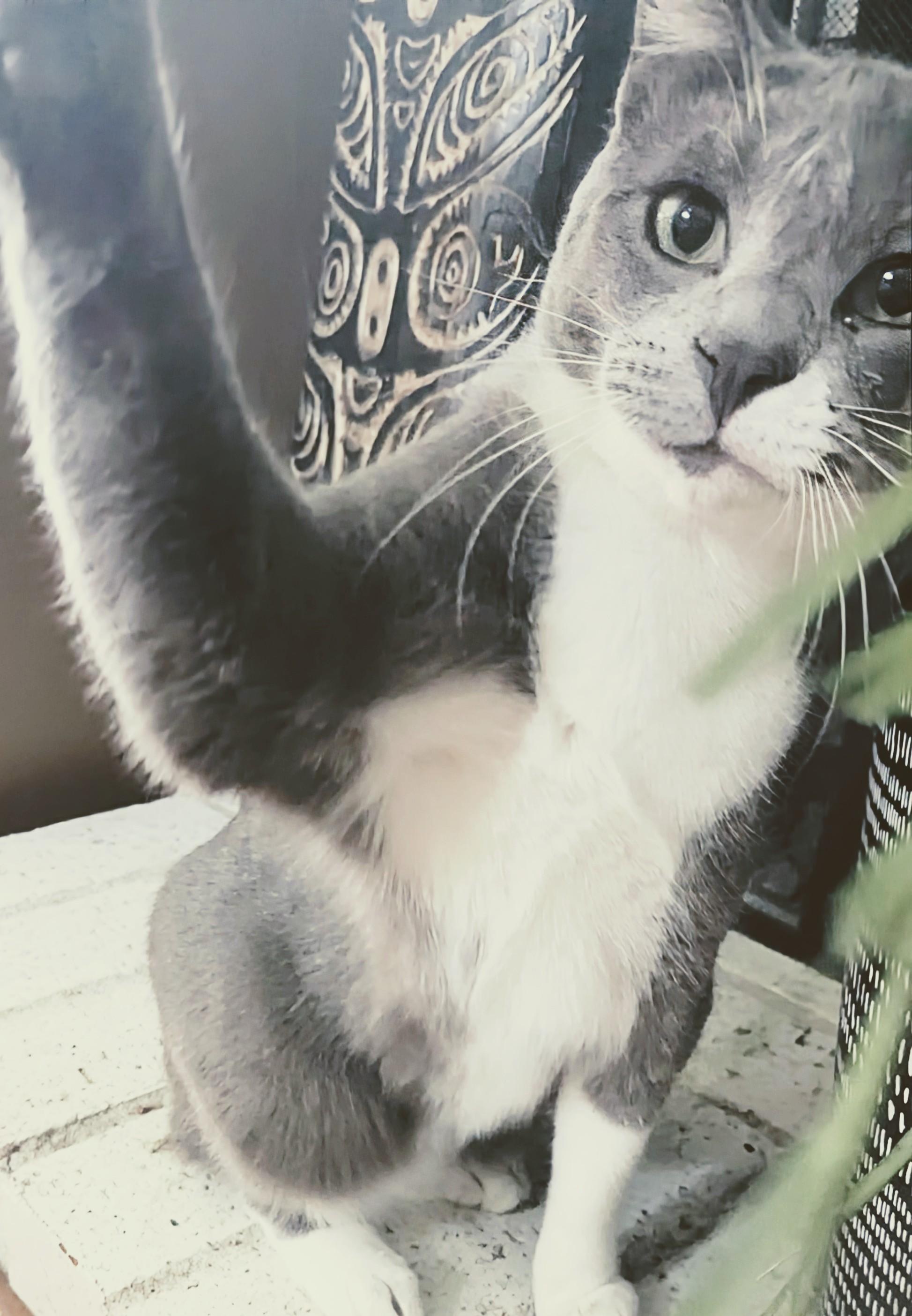 Benny, a Adoptable Domestic Short Hair in San Diego, CA image 2/6