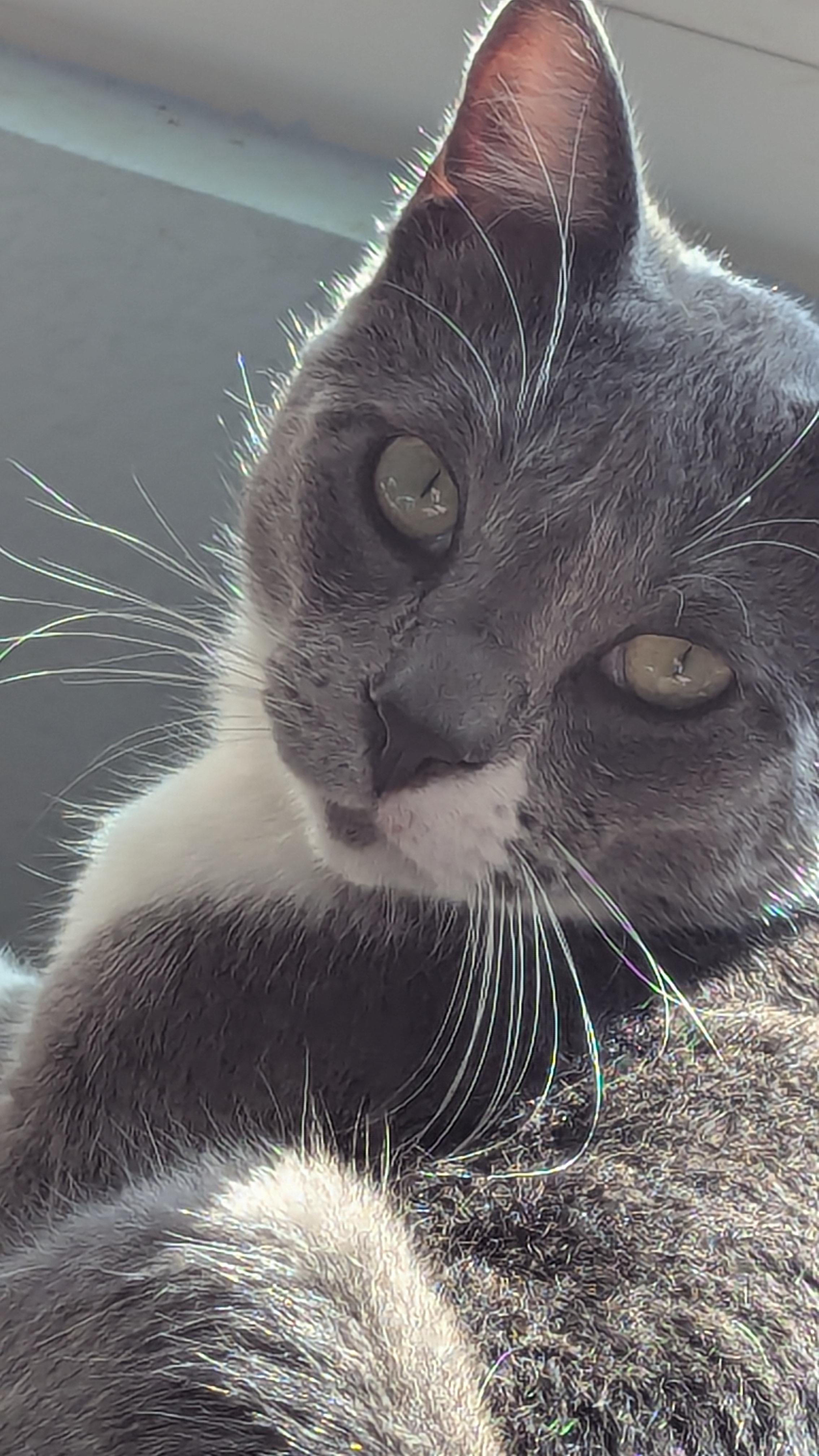 Benny, a Adoptable Domestic Short Hair in San Diego, CA image 3/6