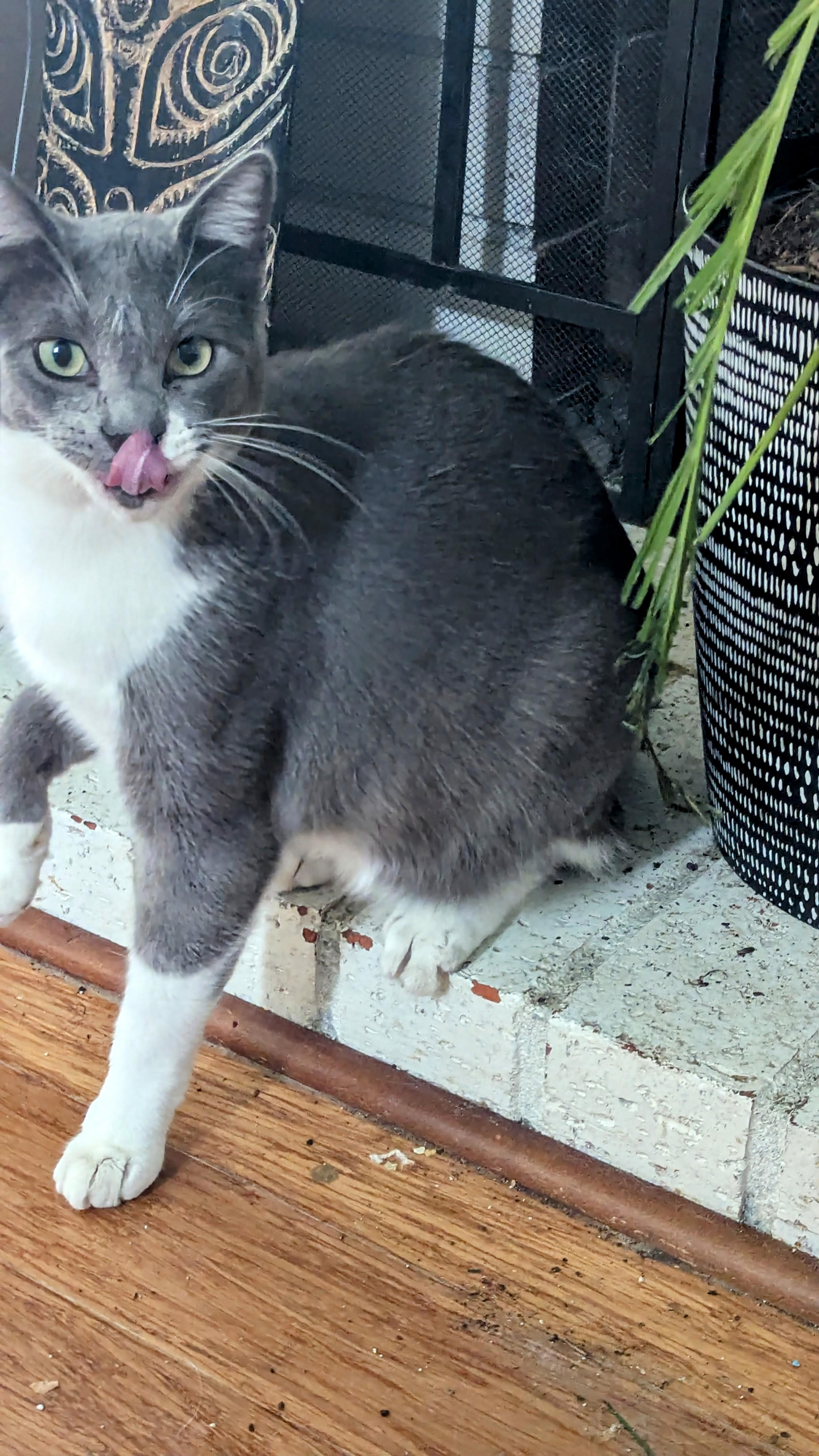 Benny, a Adoptable Domestic Short Hair in San Diego, CA image 5/6