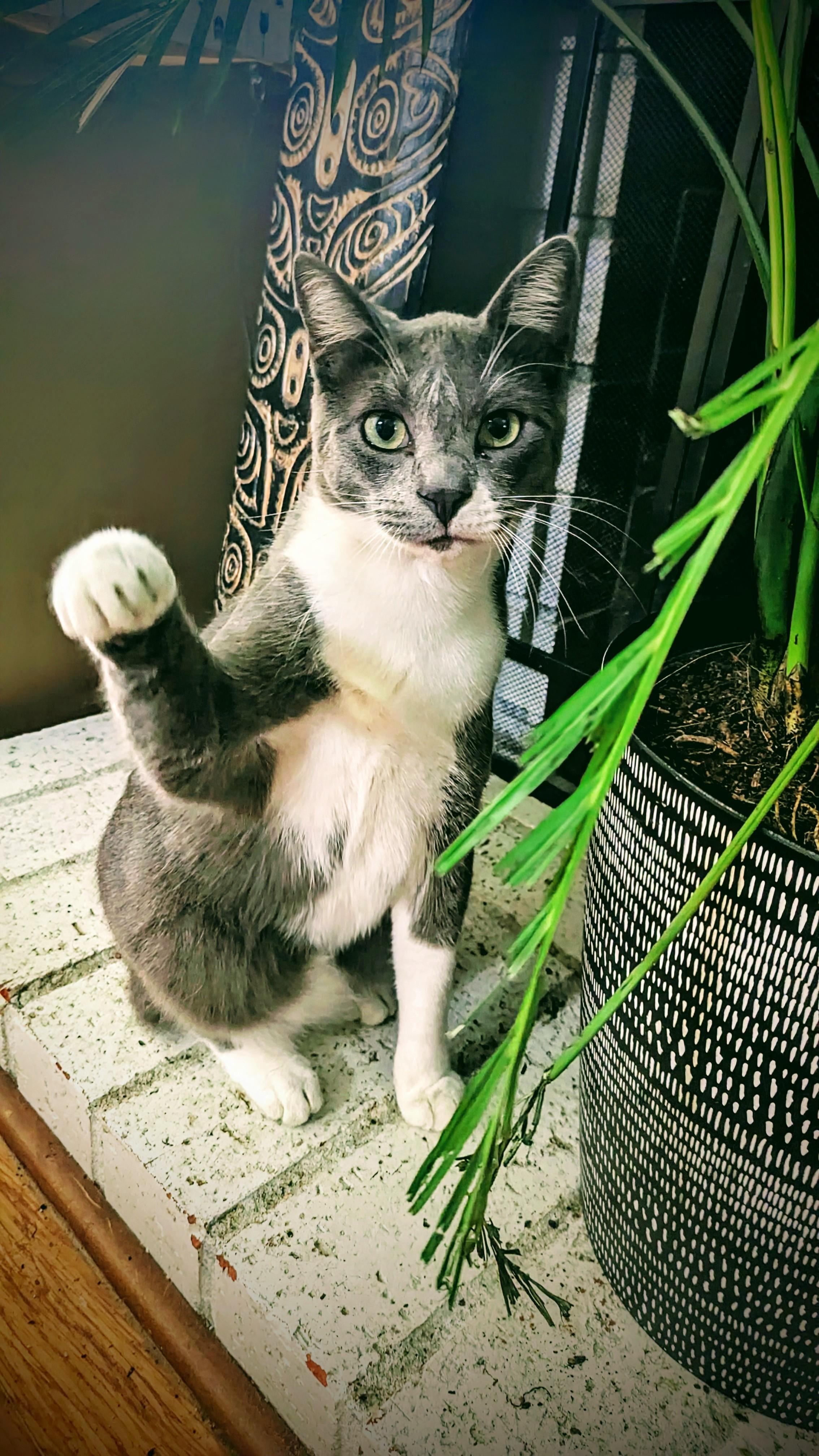 Benny, a Adoptable Domestic Short Hair in San Diego, CA image 6/6