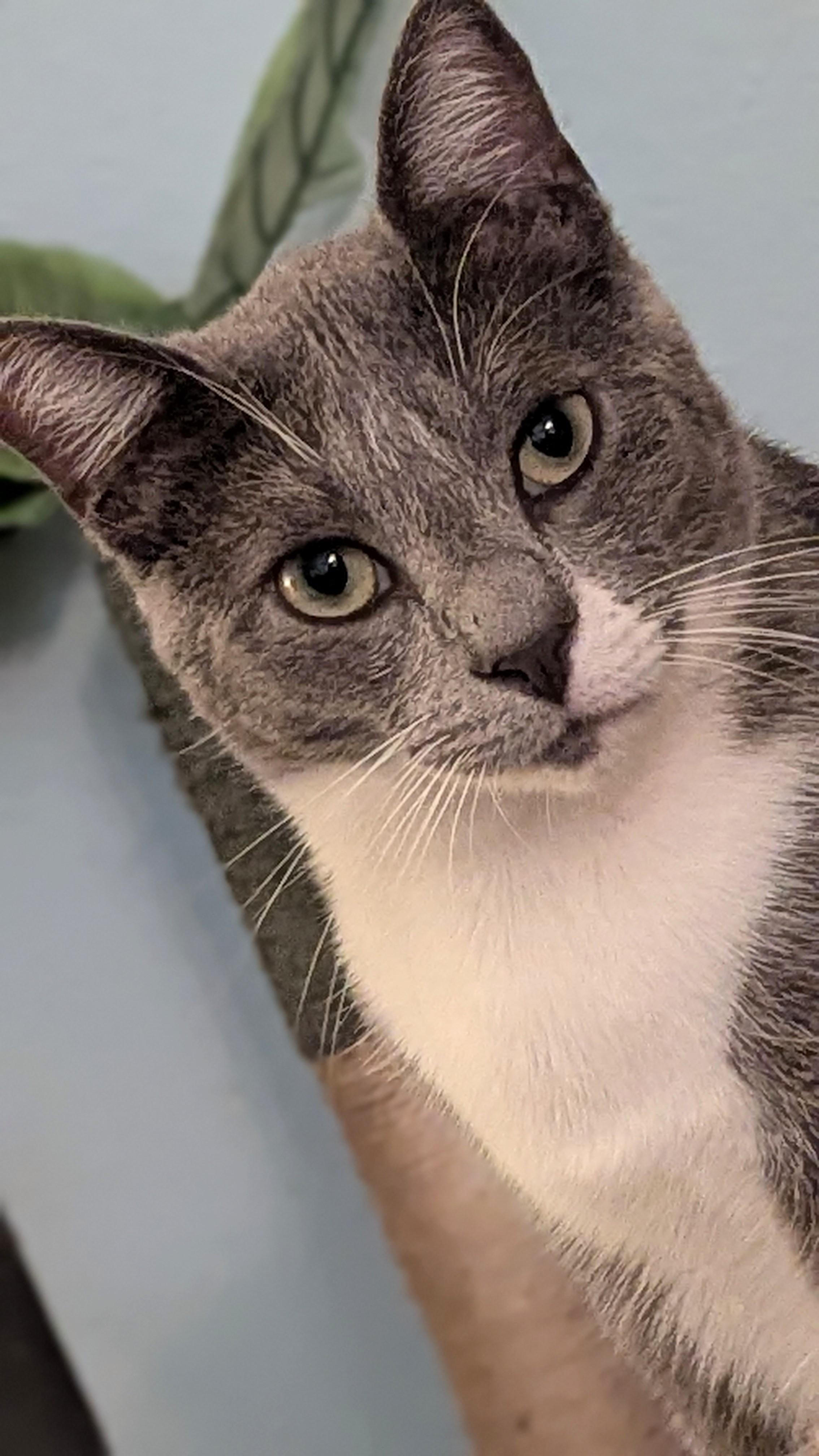 Benny, a Adoptable Domestic Short Hair in San Diego, CA image 4/6