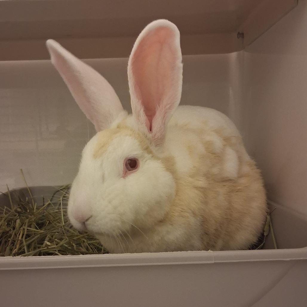 Harvey Nomad, Adoptable, Adult Male American.