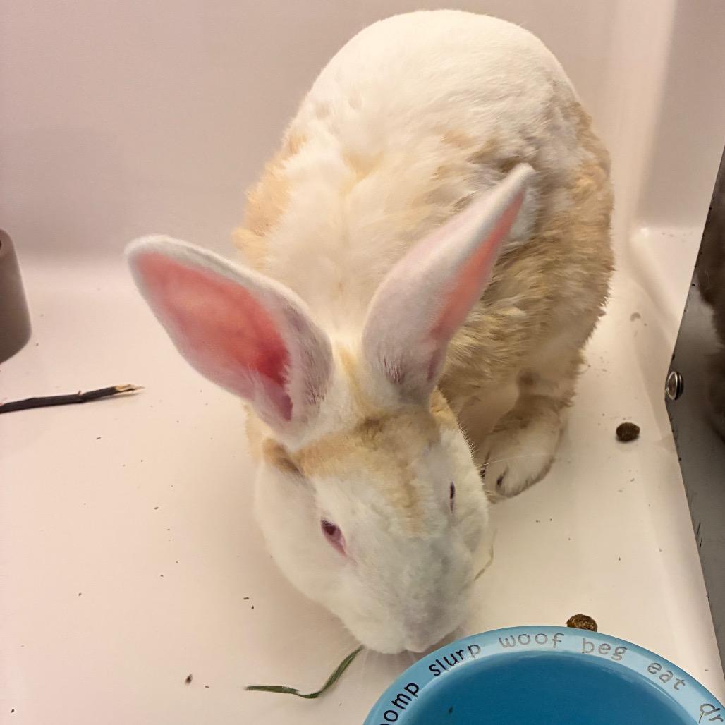 Enlarge Harvey Nomad, a Adoptable American in Dayton, OH image 2/6