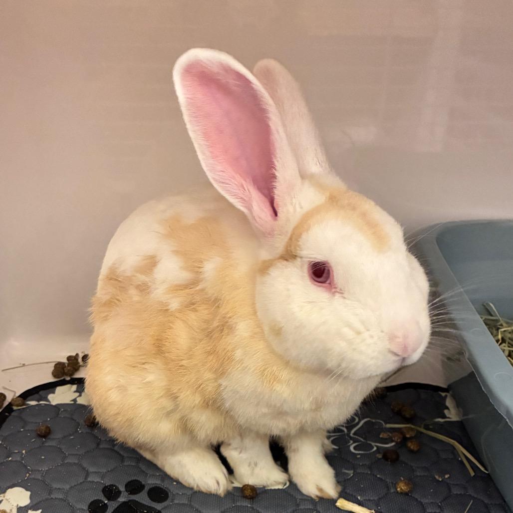 Enlarge Harvey Nomad, a Adoptable American in Dayton, OH image 3/6