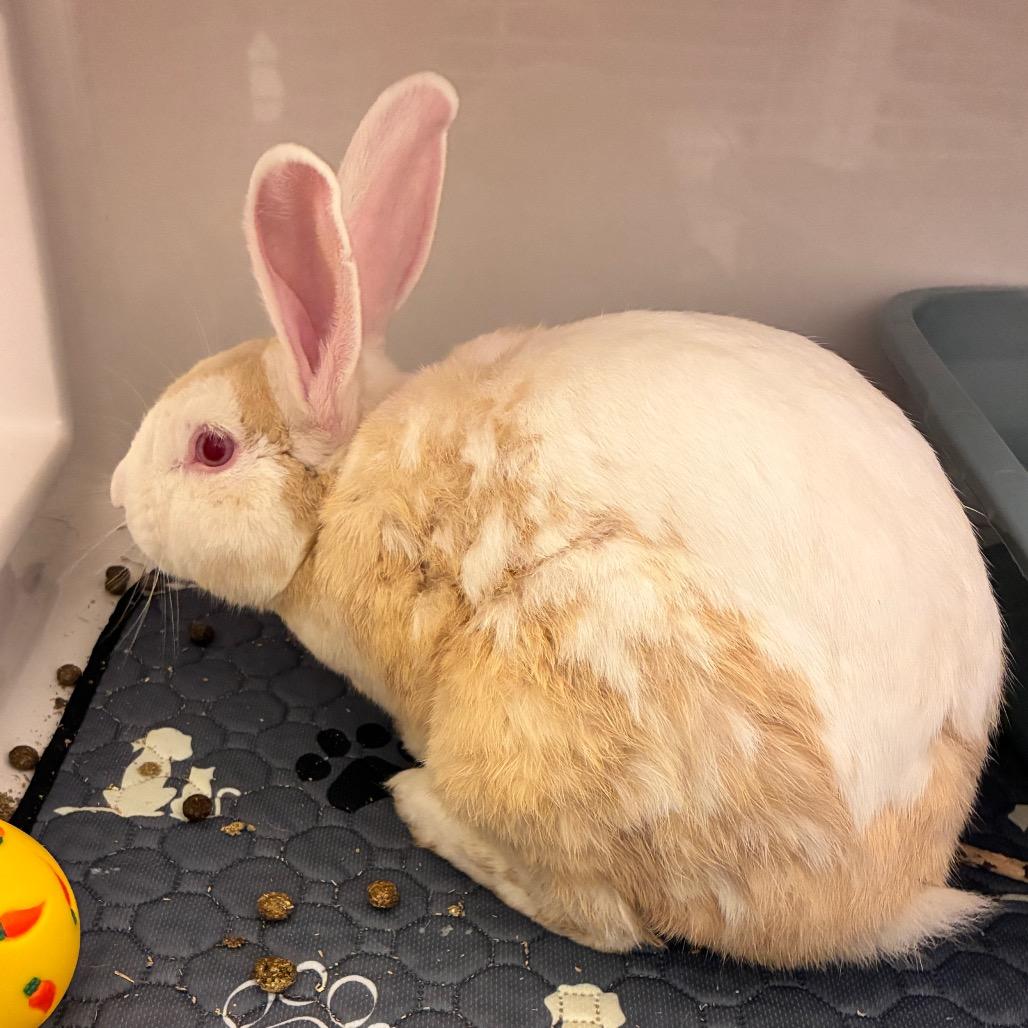 Enlarge Harvey Nomad, a Adoptable American in Dayton, OH image 4/6