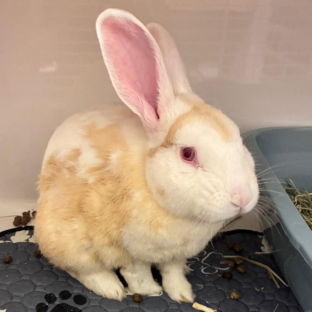Enlarge Harvey Nomad, a Adoptable American in Dayton, OH image 5/6