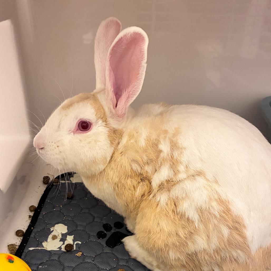 Enlarge Harvey Nomad, a Adoptable American in Dayton, OH image 6/6