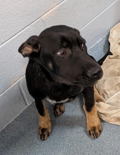 Reese, Adoptable, Young Male Labrador Retriever & Mixed Breed.