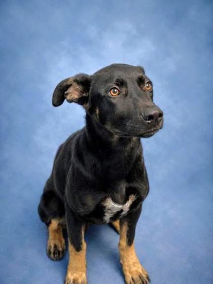 Reese, a Adoptable mixed breed in Taylorsville, NC image 2/3