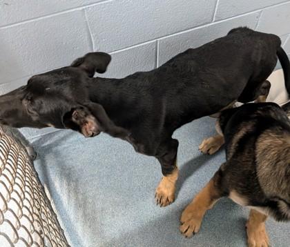 Reese, a Adoptable mixed breed in Taylorsville, NC image 3/3