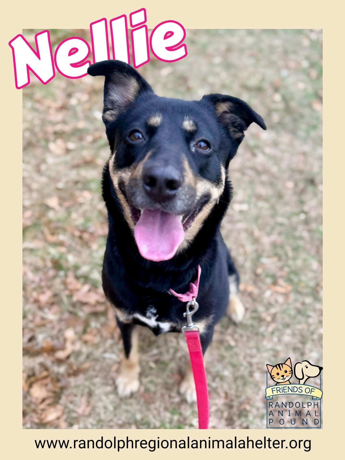 Enlarge Nellie, a ADOPTABLE mixed breed in Mendham, NJ image 1/1