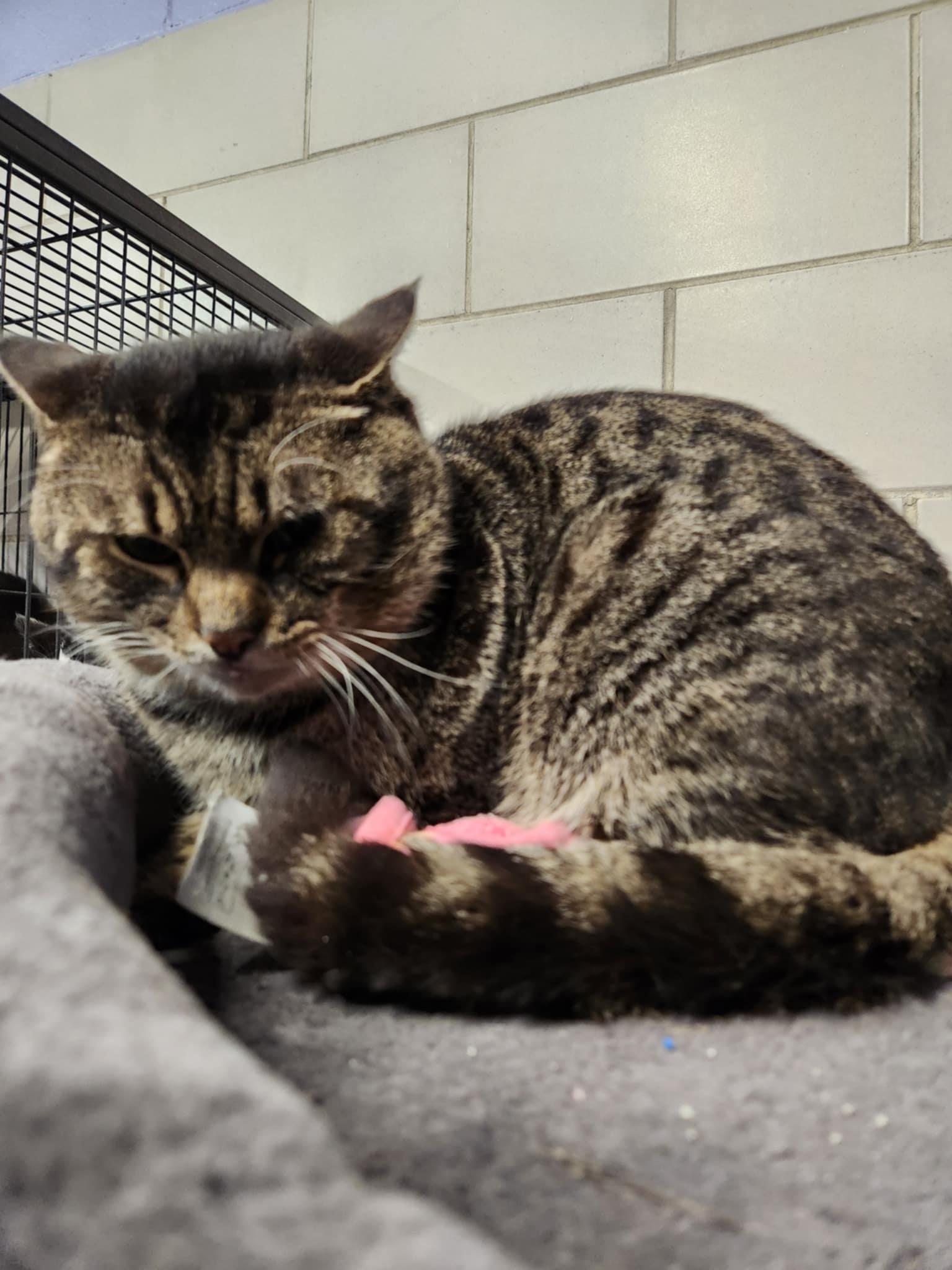 Pumpkin, Adoptable, Adult Male Domestic Short Hair.