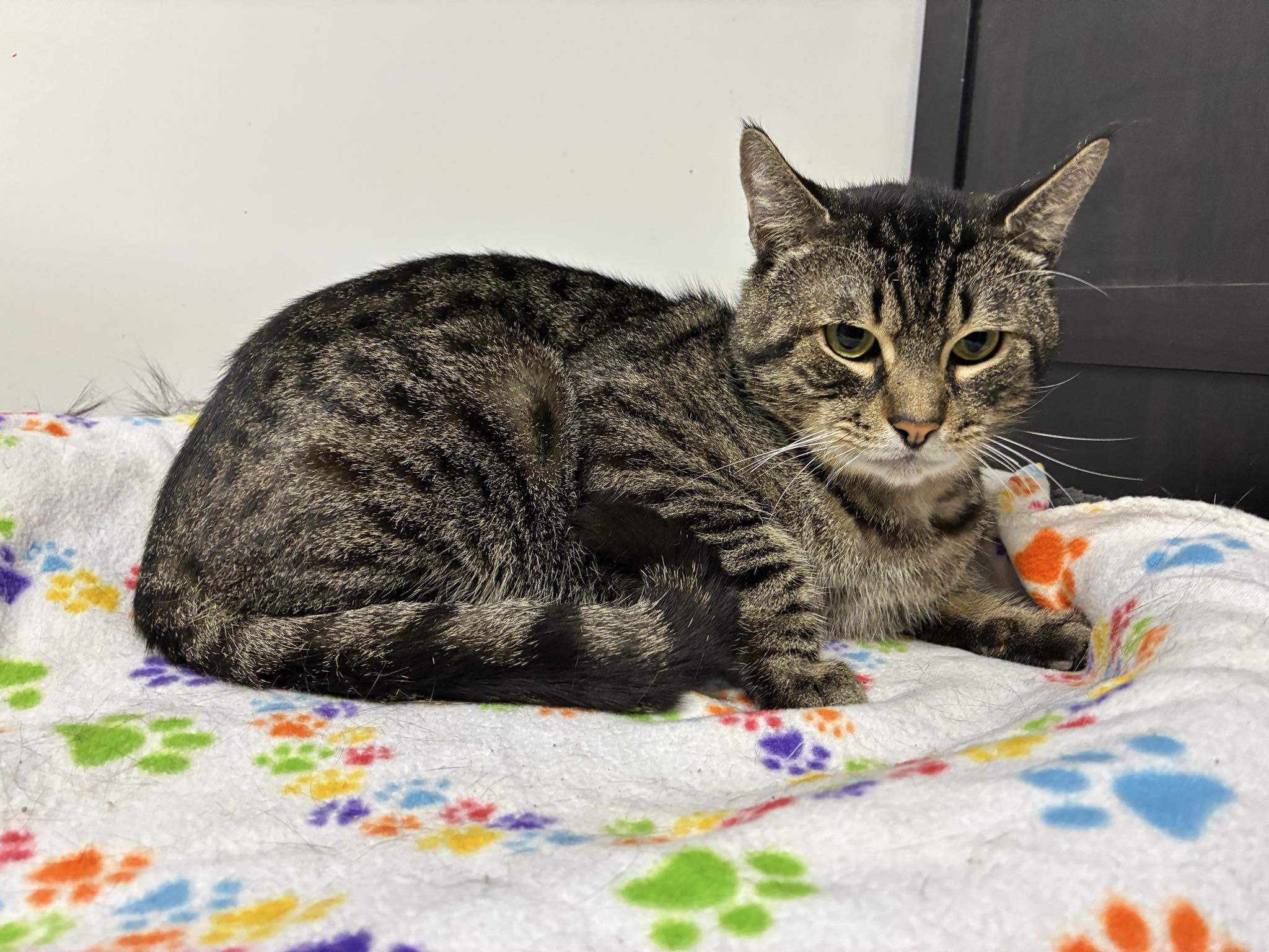 Pumpkin, a Adoptable Domestic Short Hair in Caro, MI image 1/2