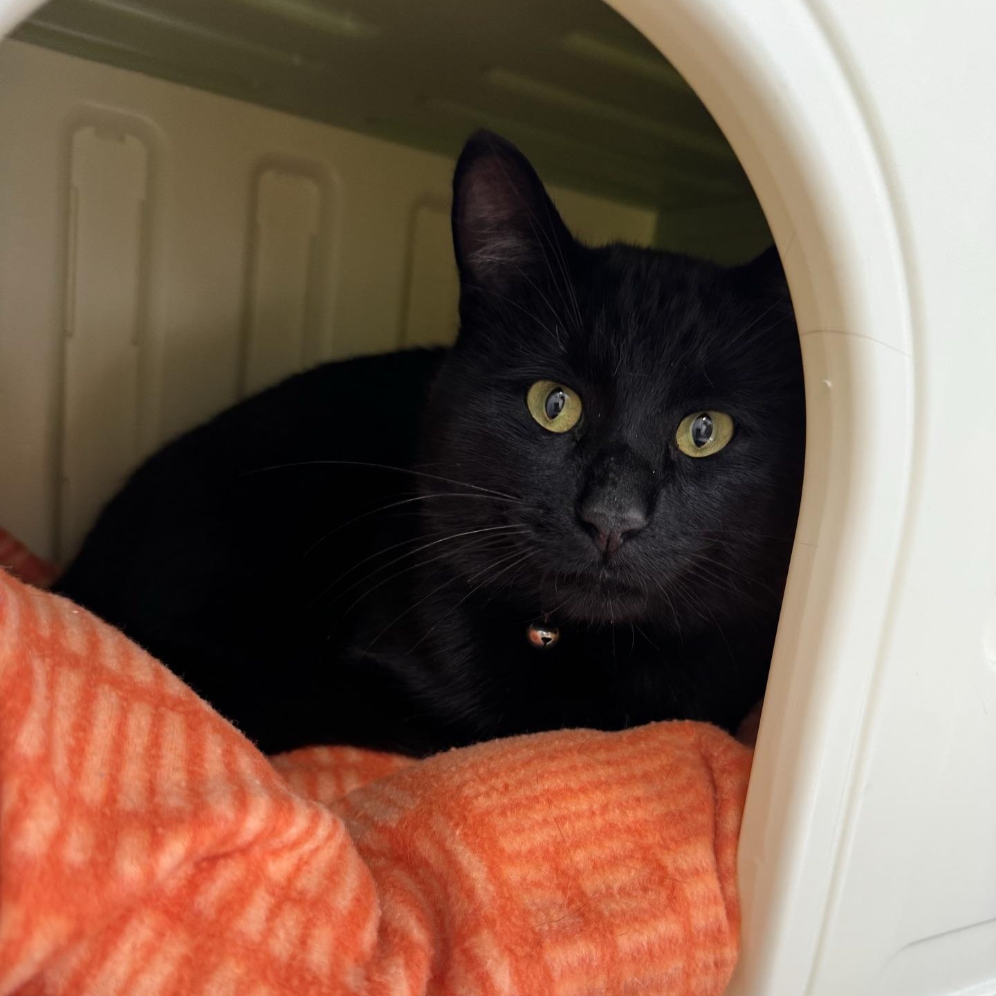 Enlarge Binx, a Adoptable Domestic Short Hair in Morris, MN image 4/5