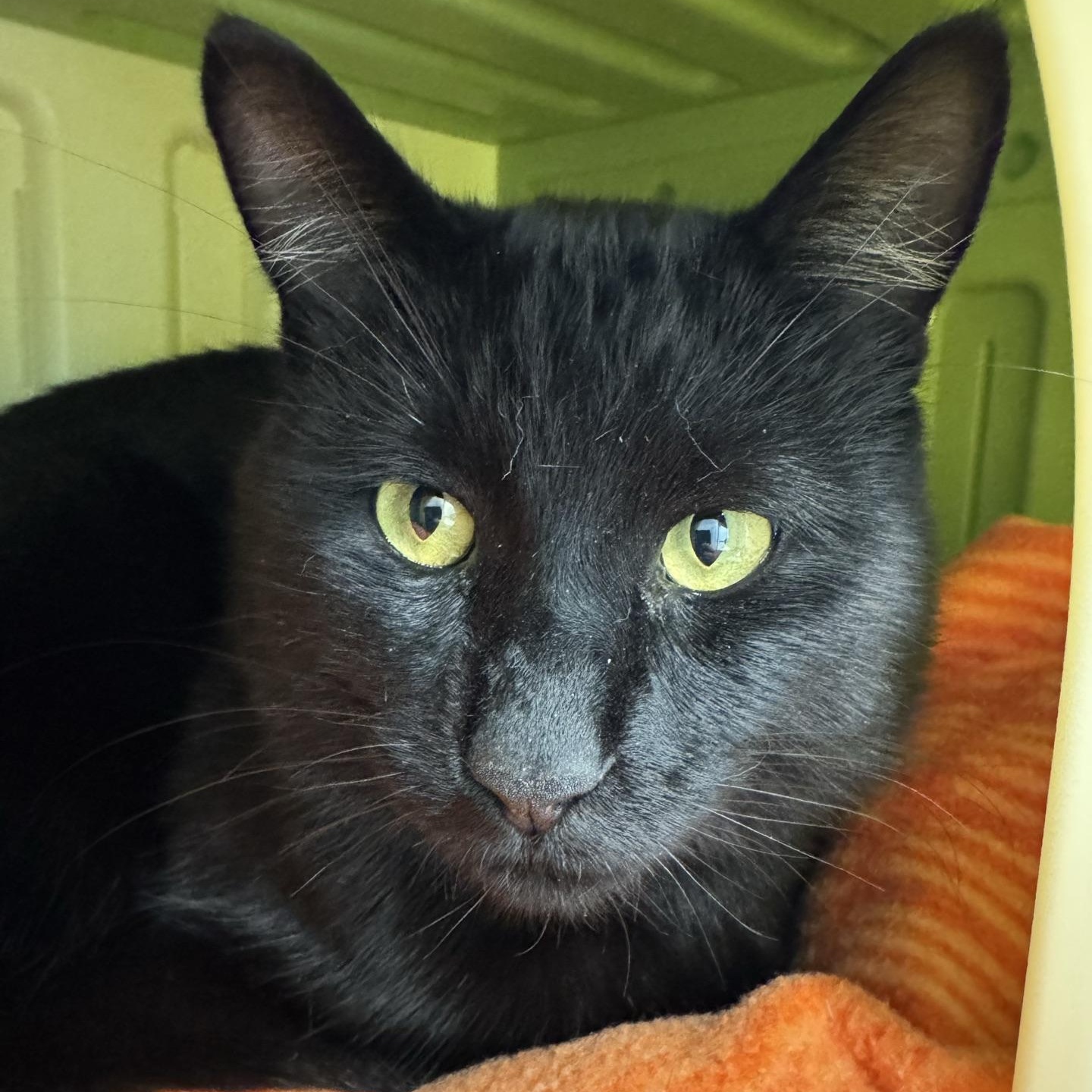 Enlarge Binx, a Adoptable Domestic Short Hair in Morris, MN image 5/5