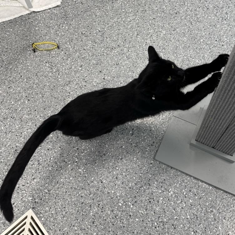 Enlarge Binx, a Adoptable Domestic Short Hair in Morris, MN image 3/5