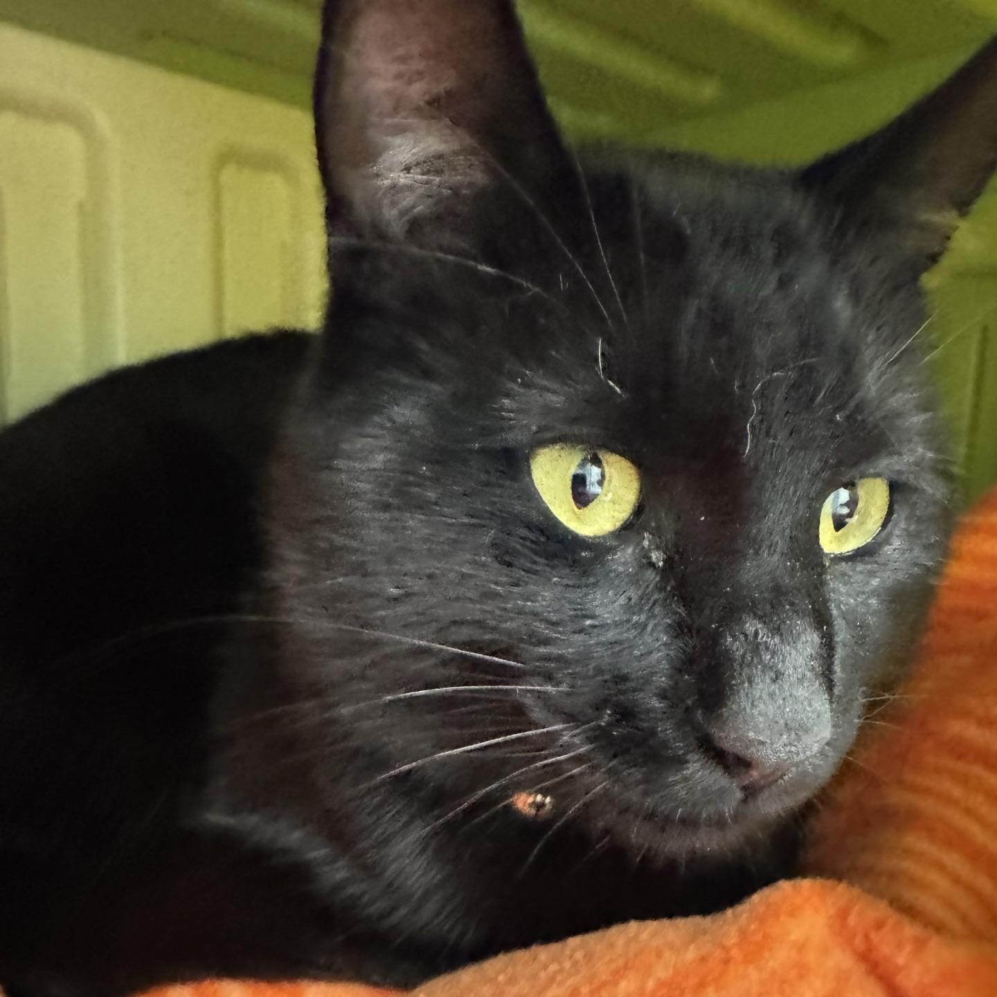 Binx, Adoptable, Adult Male Domestic Short Hair.