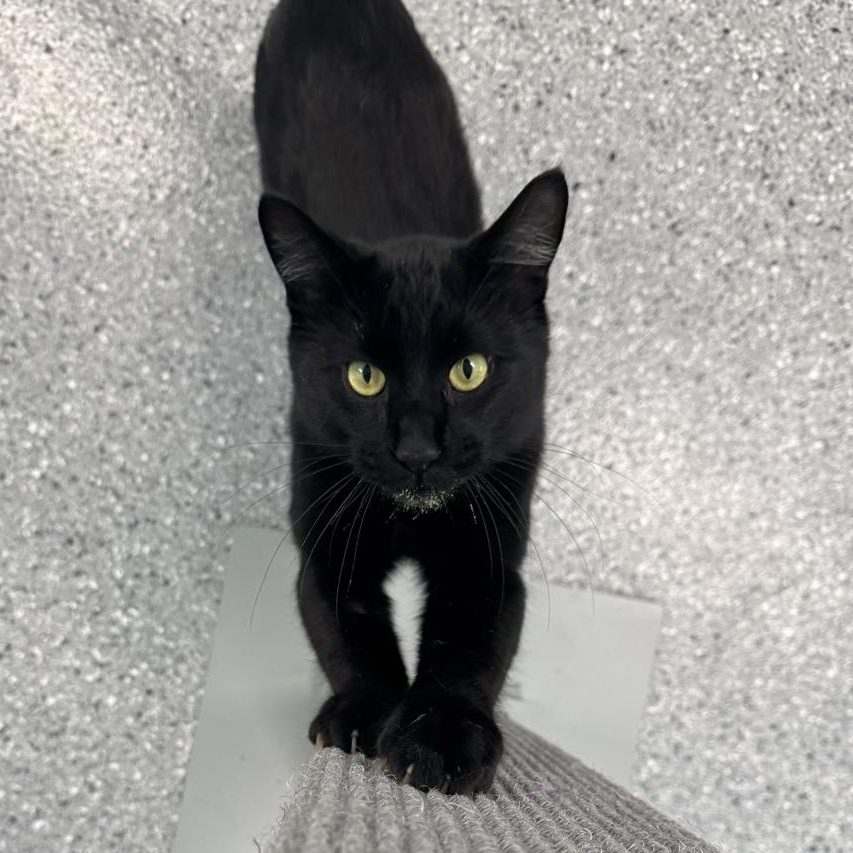 Enlarge Binx, a Adoptable Domestic Short Hair in Morris, MN image 2/5