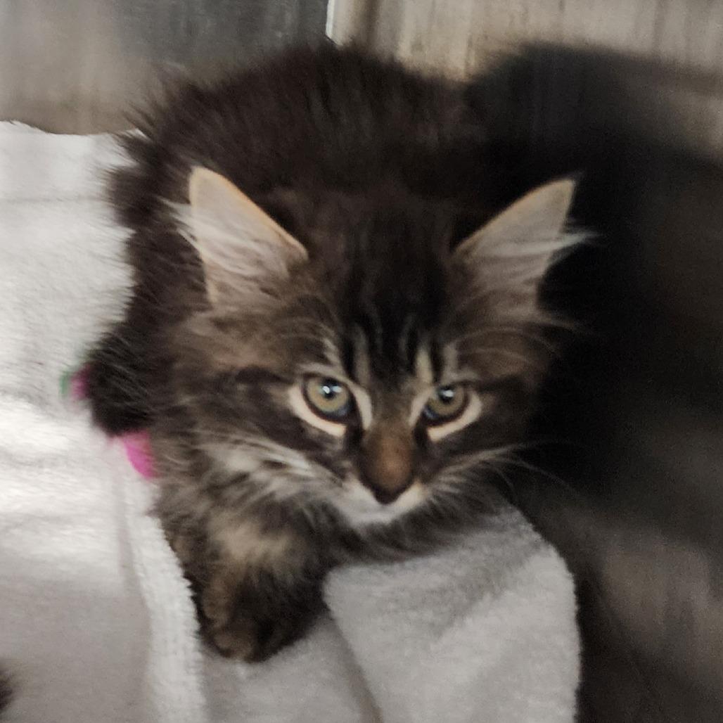 Snap, Adoptable, Kitten Male Domestic Short Hair.