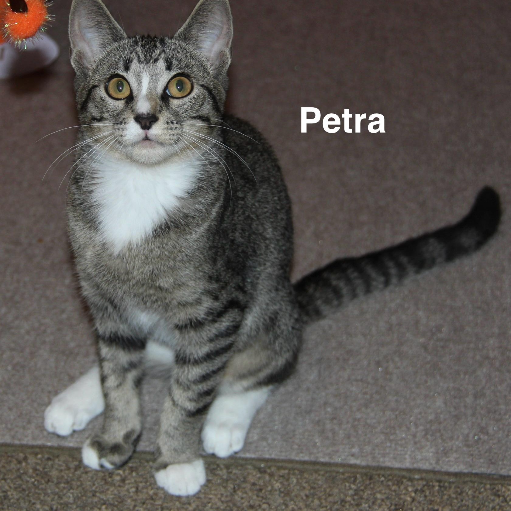 Enlarge Petra, a Adoptable Domestic Short Hair in Blaine, MN image 4/4