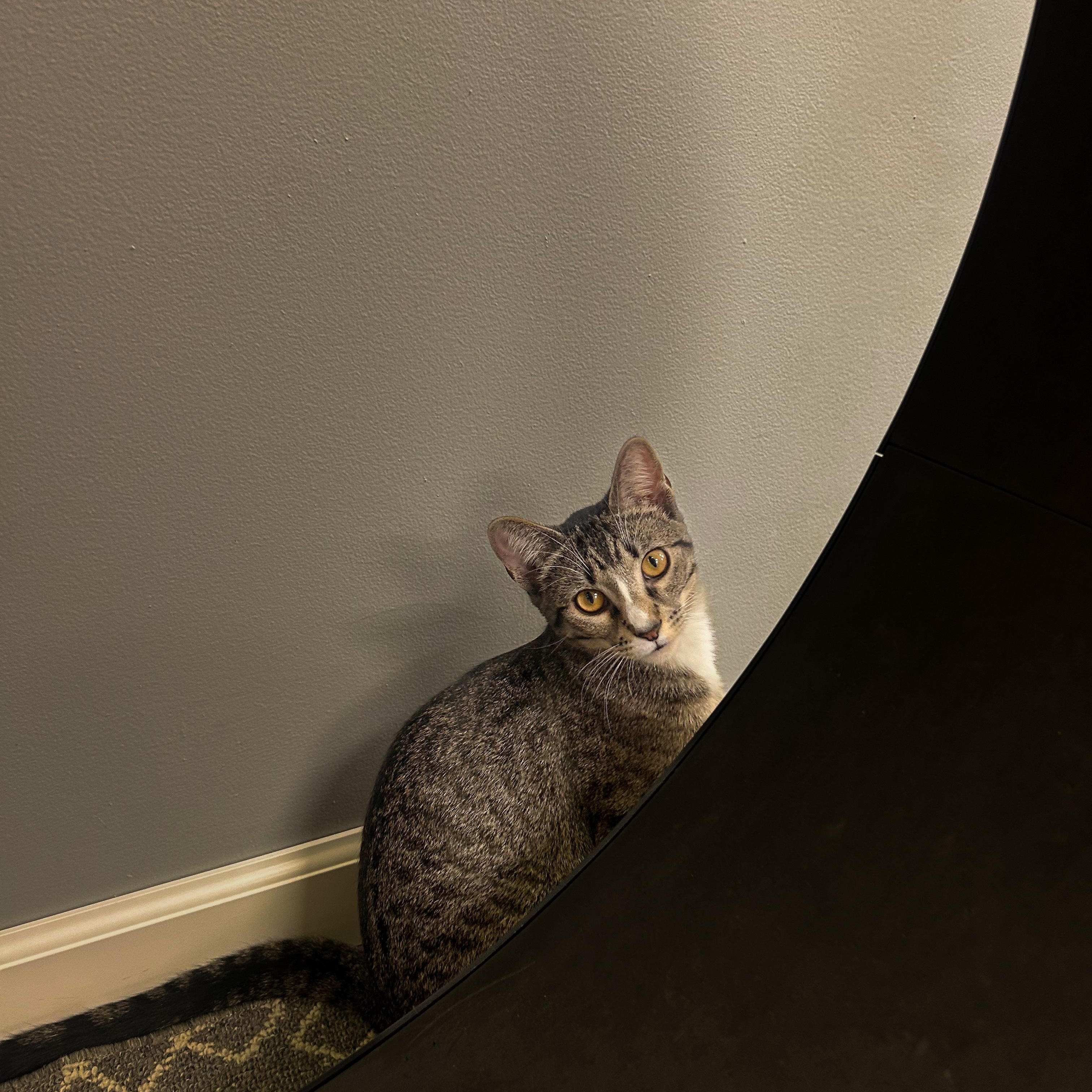 Enlarge Petra, a Adoptable Domestic Short Hair in Blaine, MN image 3/4