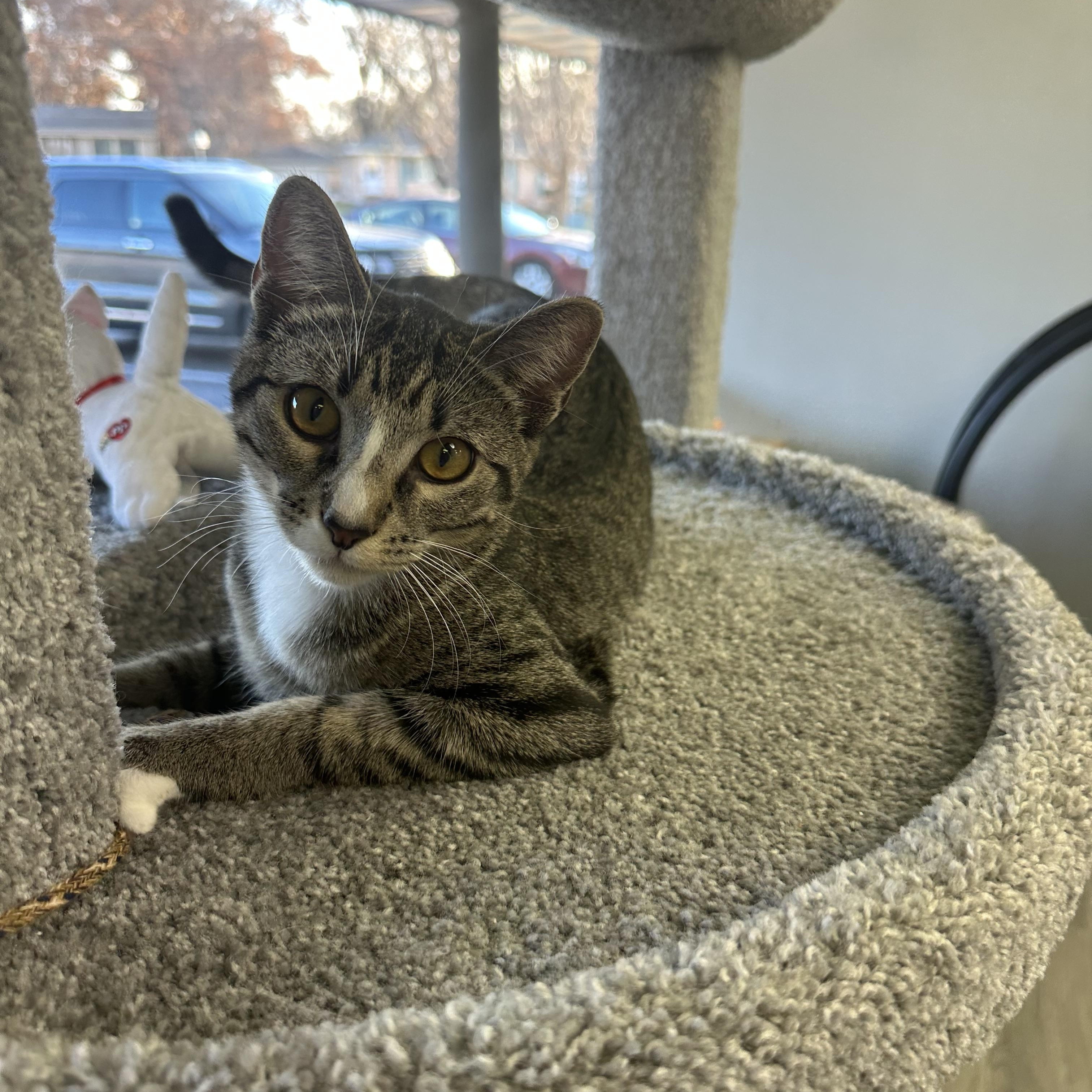Enlarge Petra, a Adoptable Domestic Short Hair in Blaine, MN image 1/4