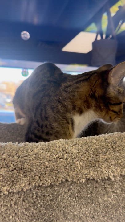 Enlarge Petra, a Adoptable Domestic Short Hair in Blaine, MN video 2/4