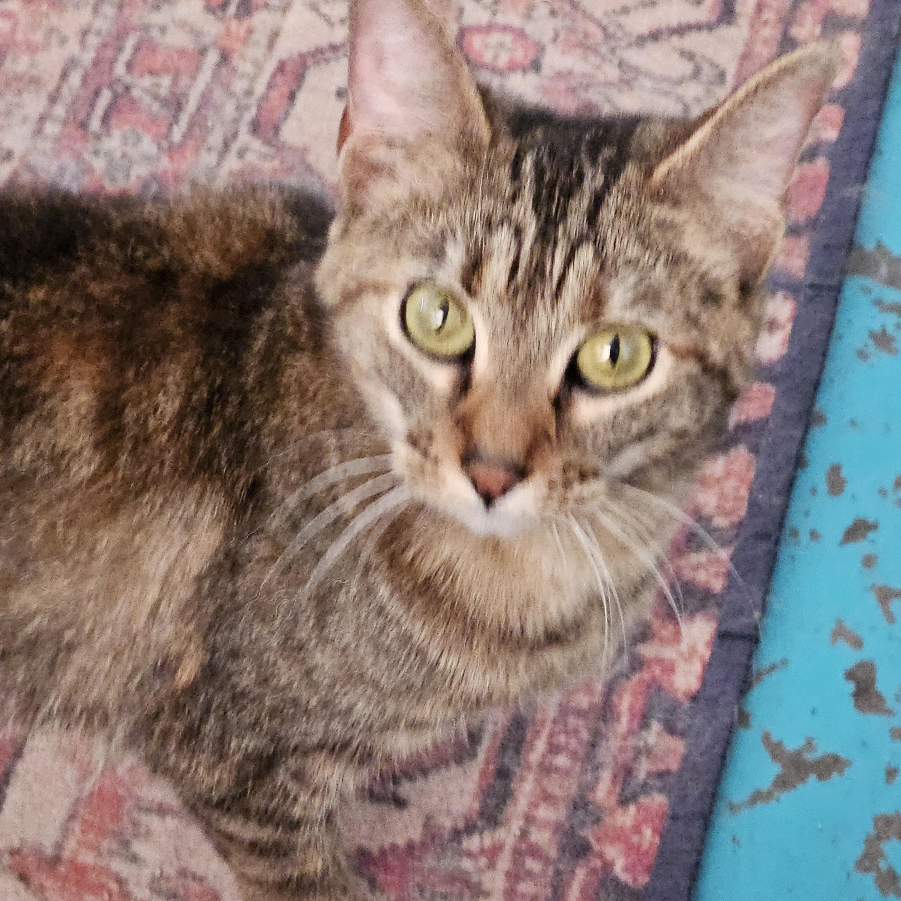 Layla, Adult Female Domestic Short Hair