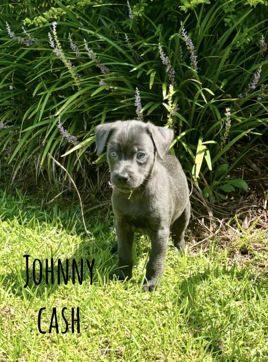 Enlarge Johnny Cash, a Adoptable mixed breed in Lutz, FL image 1/1