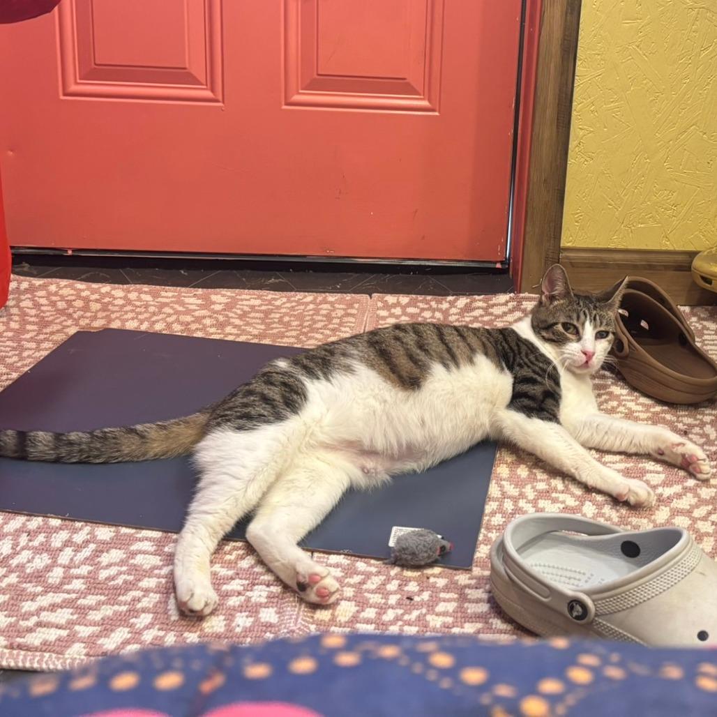 Cleffa, a Adoptable Domestic Short Hair in Charlottesville, VA image 1/6