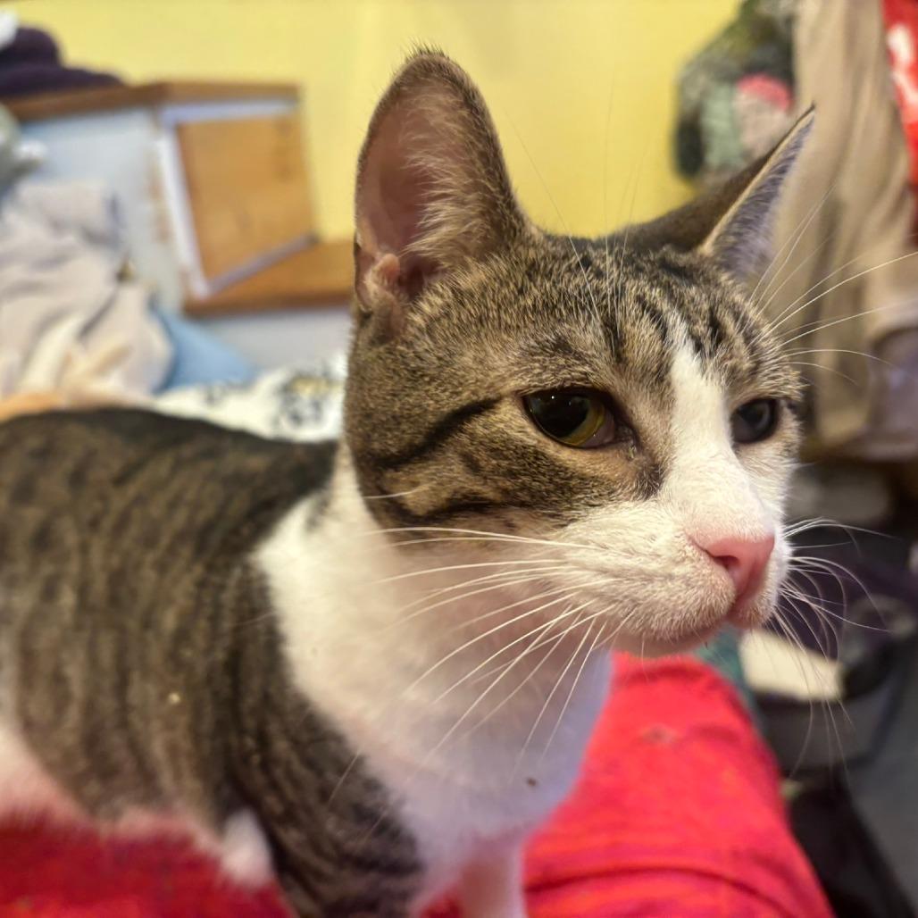 Cleffa, a Adoptable Domestic Short Hair in Charlottesville, VA image 2/6